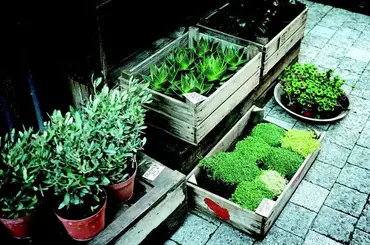 Start You Own Plant Nursery Business In India Half Mba - Is Nursery Business Profitable In India