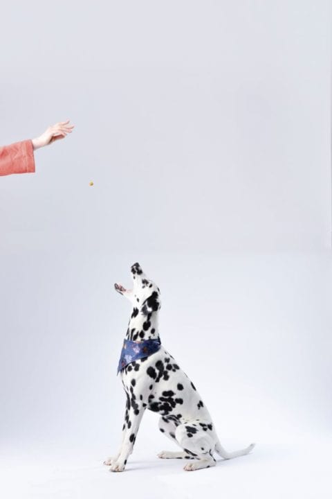 6 Simple Steps To Start A Dog Breeding Business 9 6 Simple Steps To Start A Dog Breeding Business 8