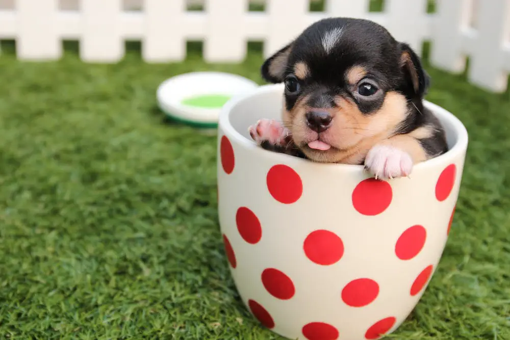 6 Simple Steps To Start A Dog Breeding Business 5