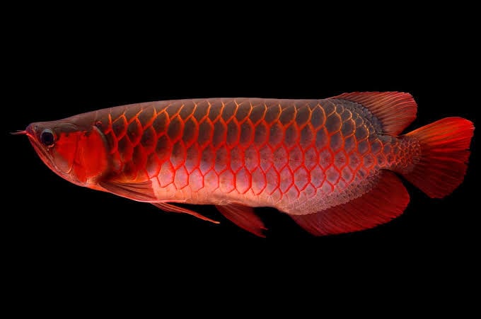 Arowana Fish