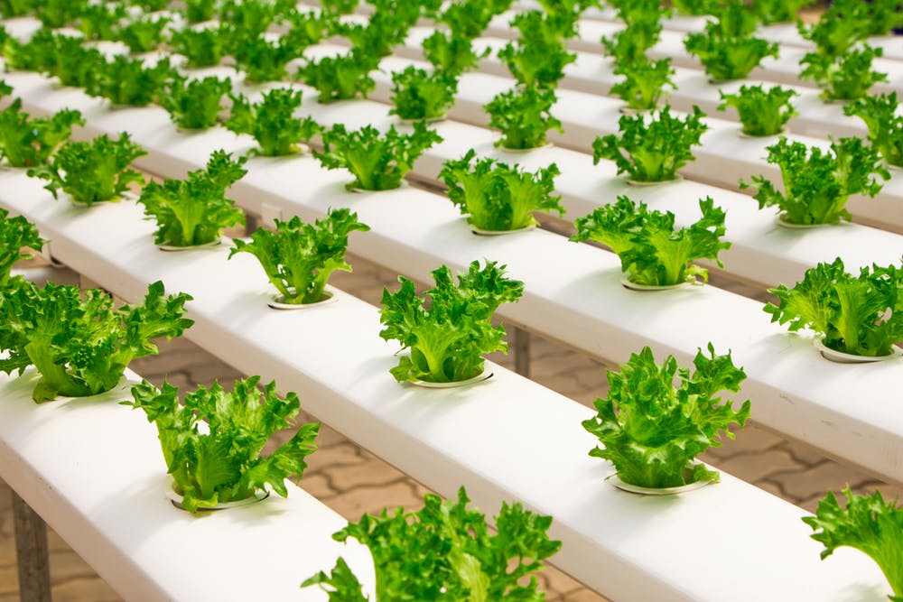 Visual presentation of hydroponic farming