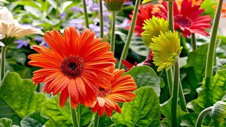 Floriculture Business In India 12