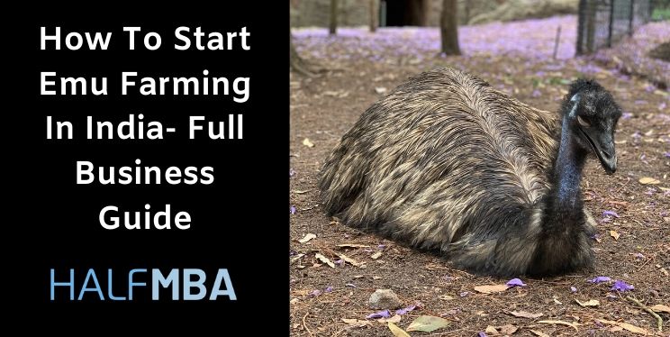 How To Start Emu Farming In India- Full Business Guide