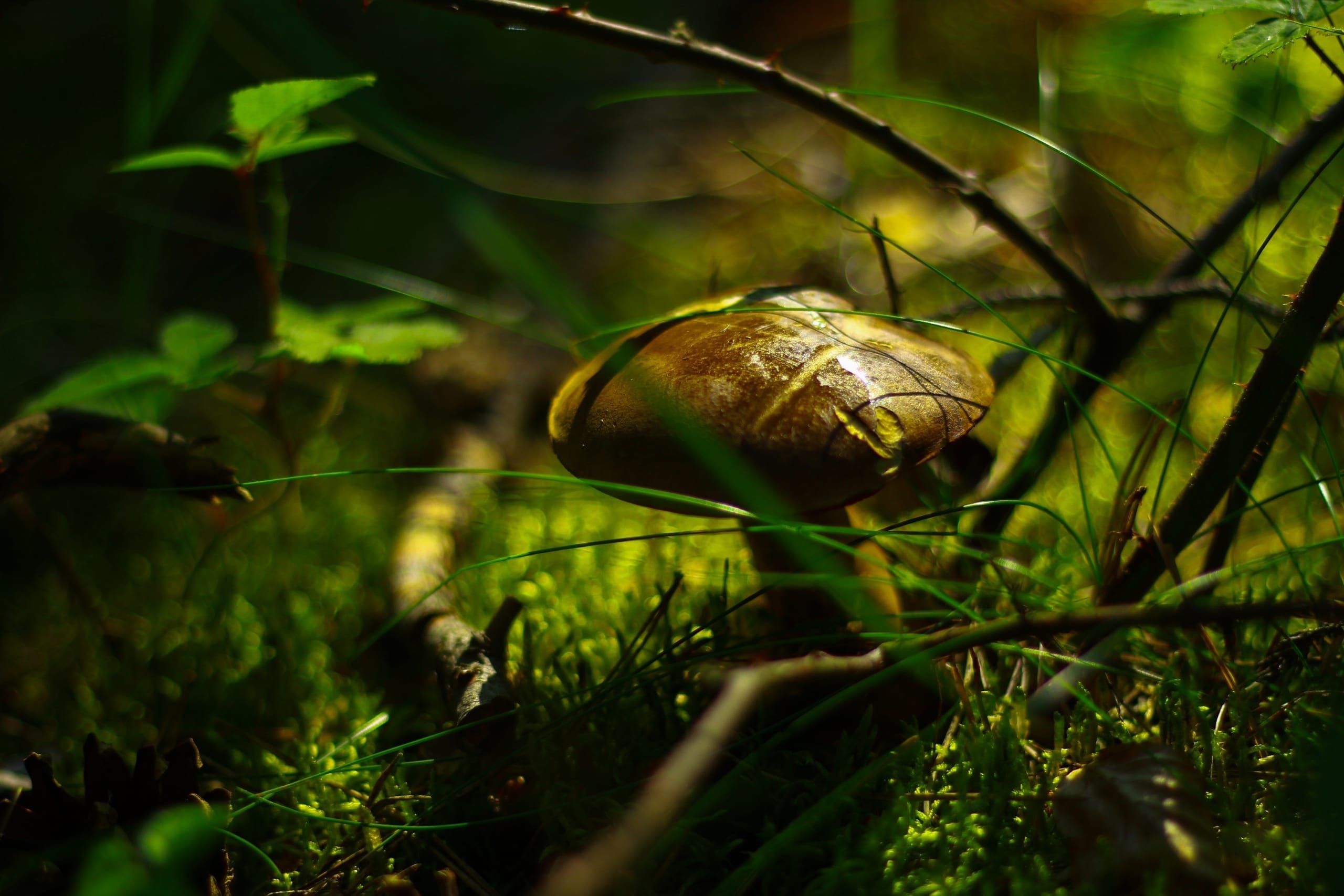 Mushroom farming in the farms