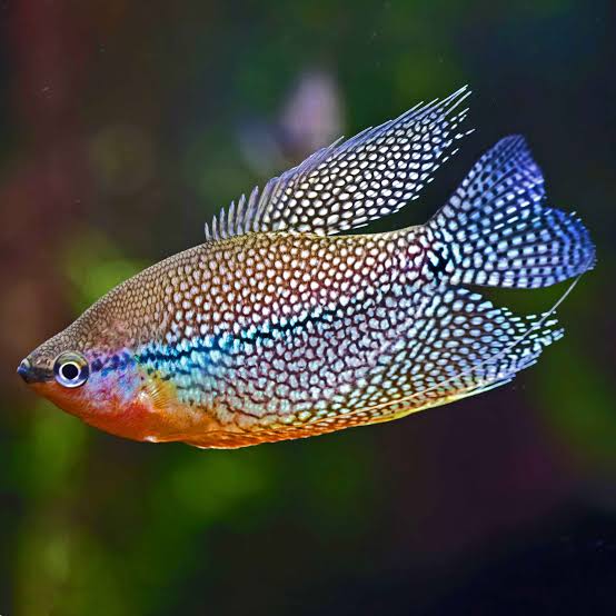 Pearl Gourami