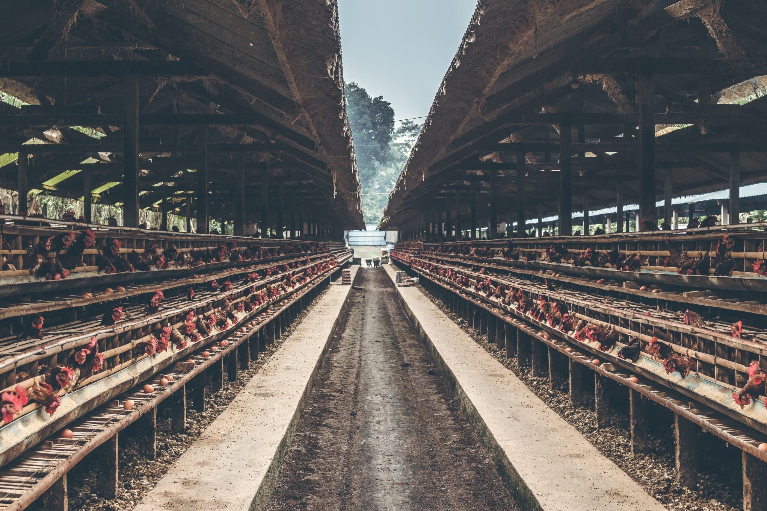 Poultry farm structure