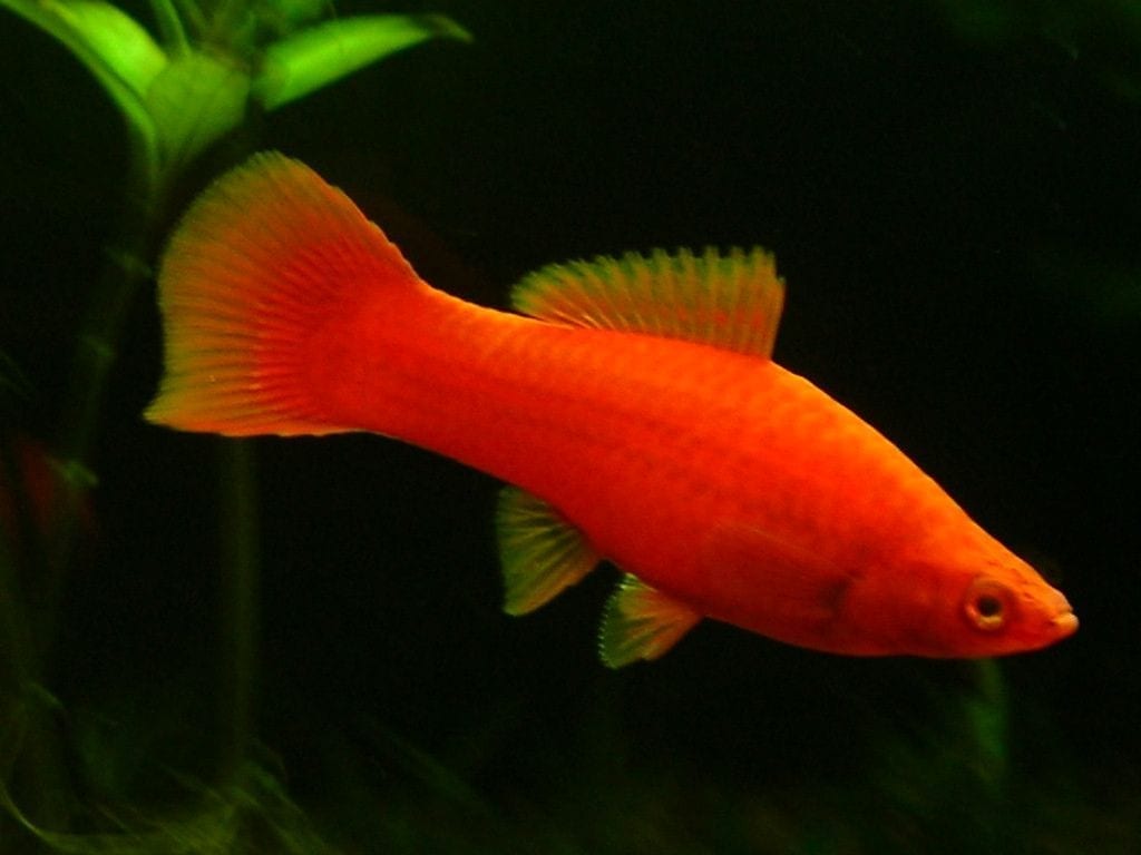 Swordtails