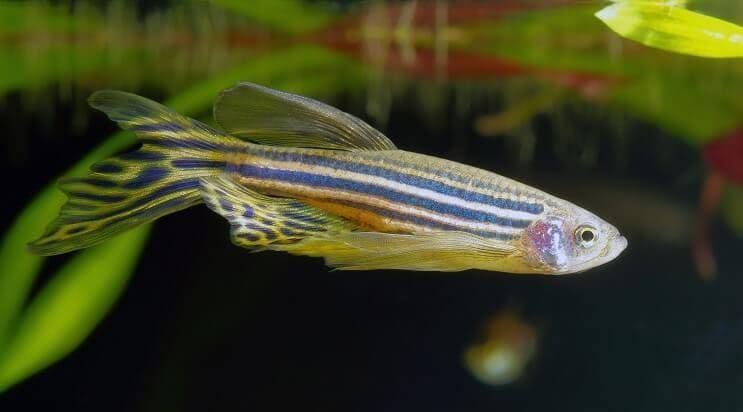 Zebra Danios Fish