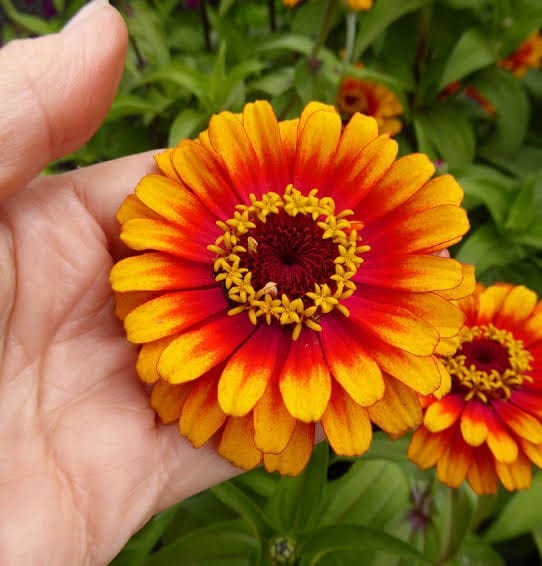 floriculture: zinnia flower