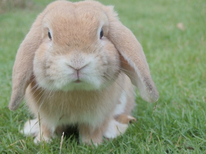 Rabbit Farming: A Complete Guide for Beginners 5