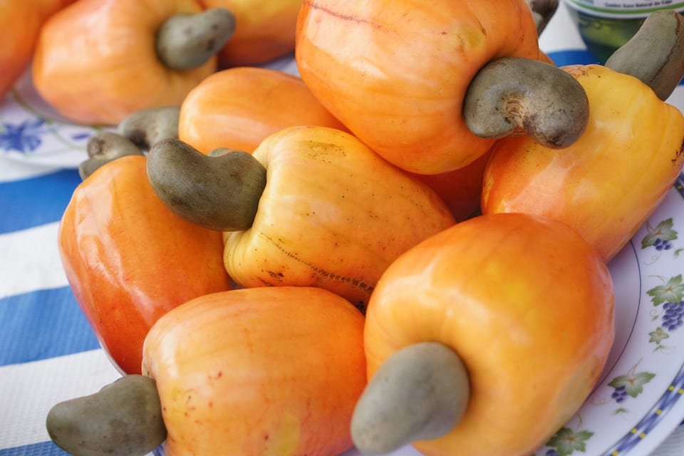 Harvesting of Cashews