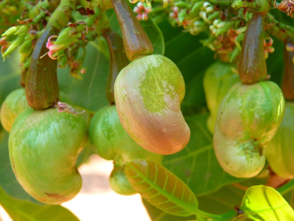 cashew plantation