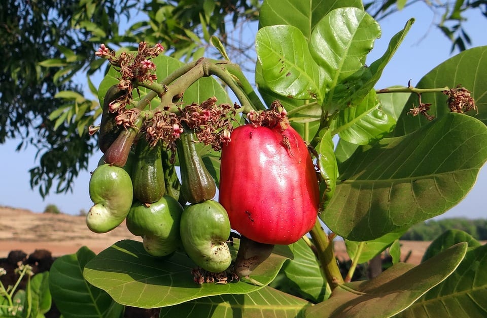 cashew farming