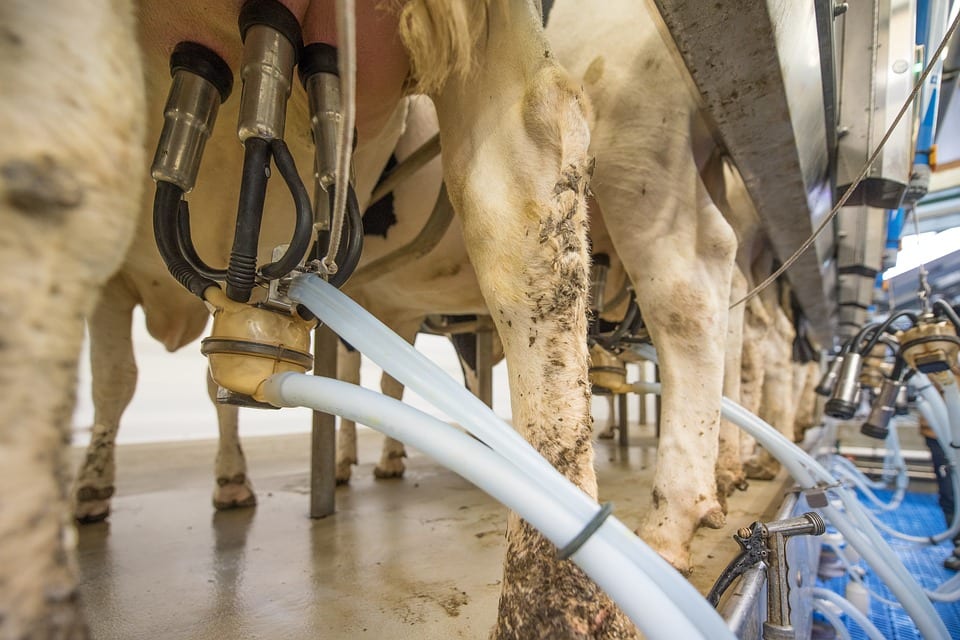 milk collecting machine