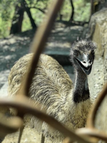 How to Start Emu Farming In India