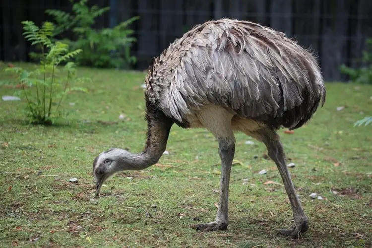 emu farming in india