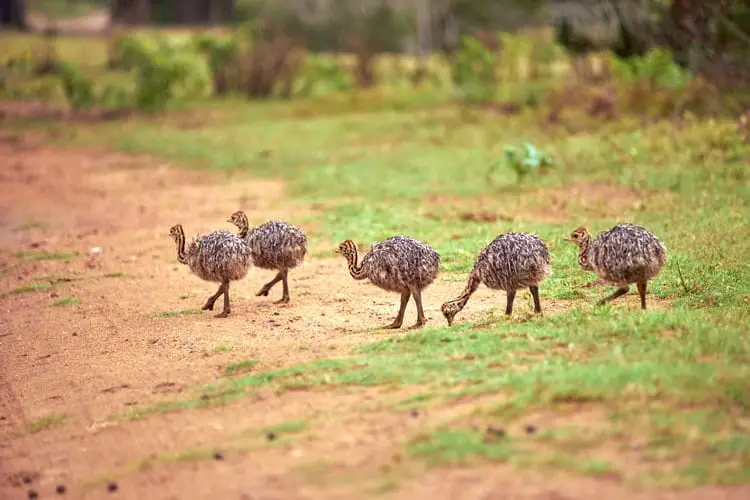 emu bird farming