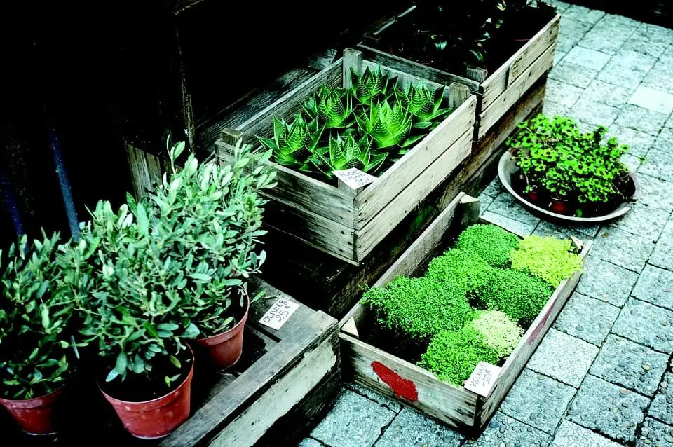 Start Your Own Plant Nursery