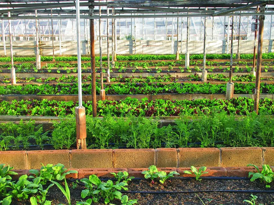Urban Farming In India- It's Future and Benefits 3