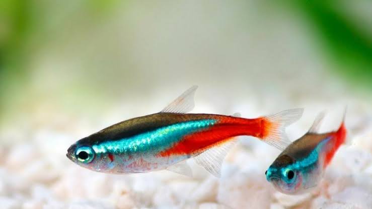 Neon Tetra Fish