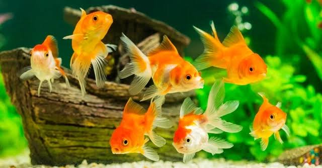 ornamental fish farming