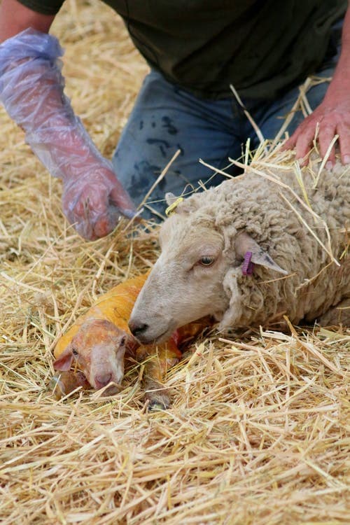 sheep farming livestock farming