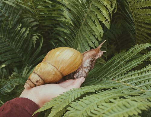 snail farming livestock farming