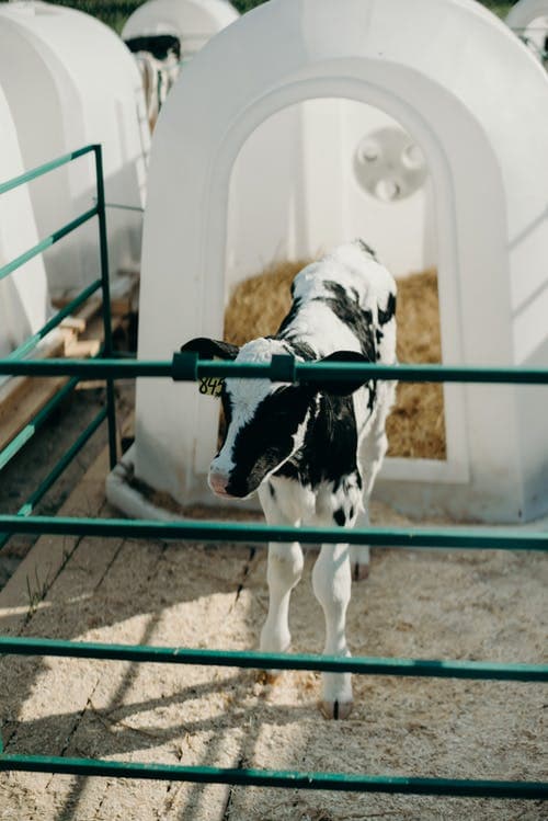 dairy farming livestock farming