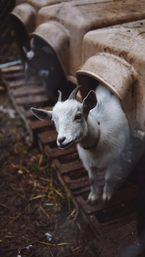 goat farming livestock farming