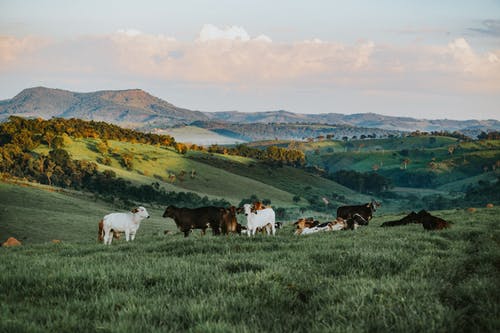 livestock farming in india