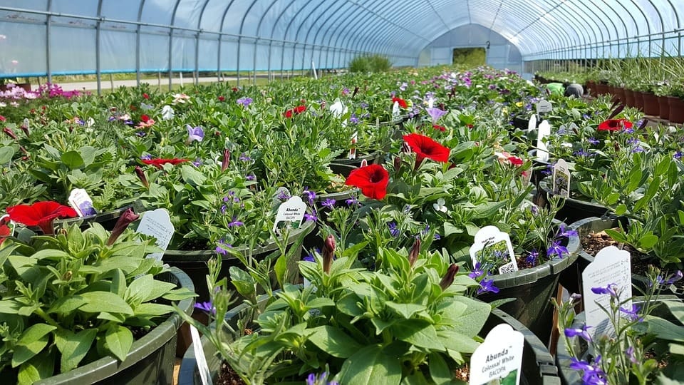 Marketing Strategies For Plant Nursery Business