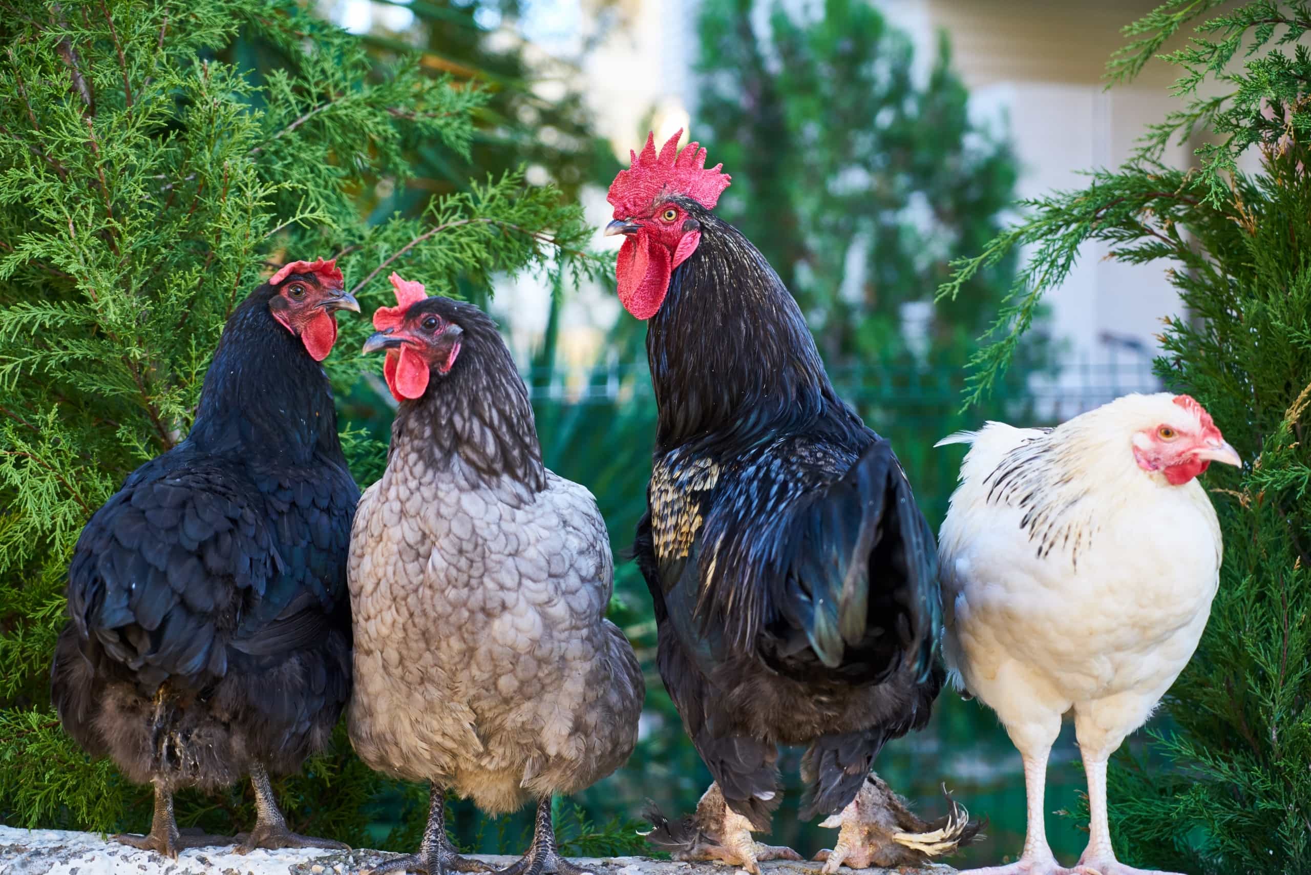 poultry farming business in india