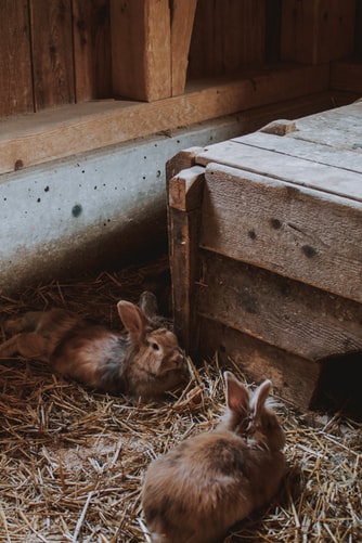 rabbit farming