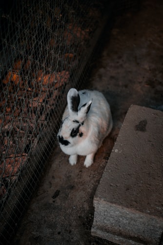Rabbit Farming: A Complete Guide for Beginners 4