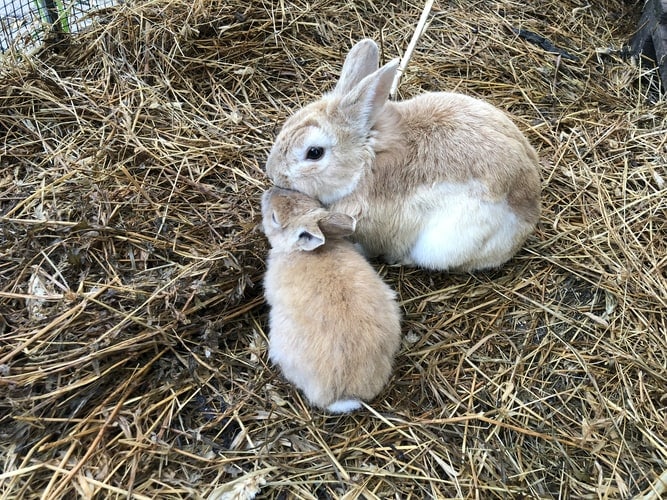 Rabbit Farming: A Complete Guide for Beginners 3