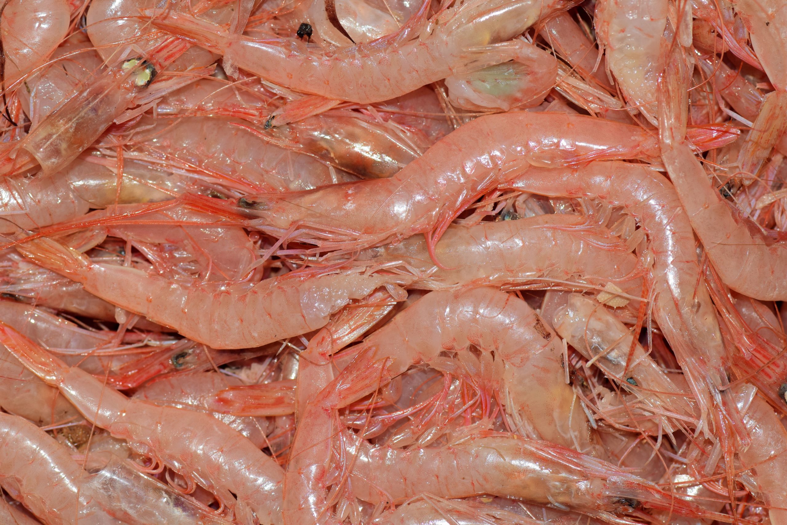 How to start shrimp farming Business